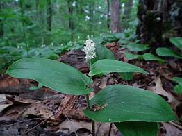 Maianthemum canadense - Canada Mayflower