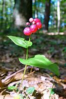 Load image into Gallery viewer, Maianthemum canadense - Canada Mayflower

