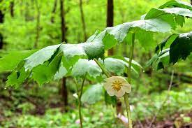 Podophyllum peltatum - Mayapple
