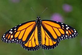 Asclepias tuberosa - Butterfly Milkweed