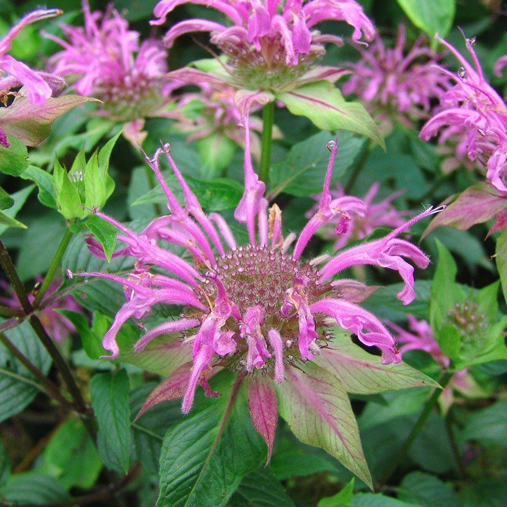 Monarda fistulosa - Bergamot