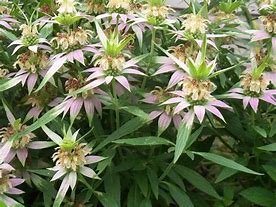 Monarda punctata - Spotted Bee Balm