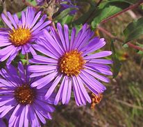 Symphyotrichum novae angliae - New England Aster