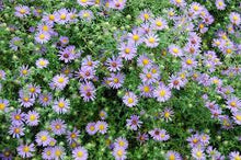Load image into Gallery viewer, Symphyotrichum oblongifolium - Aromatic Aster
