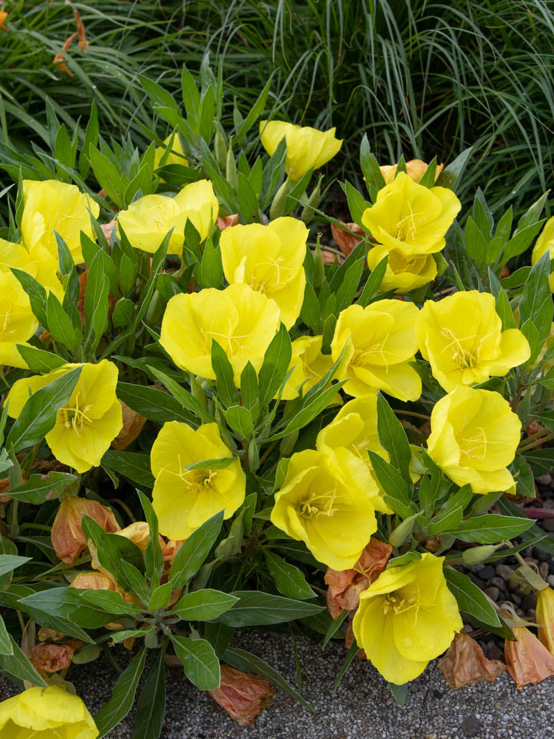 Oenothera macrocarpa - Missouri Evening Primrose