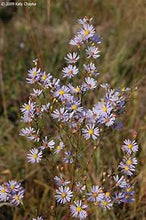 Load image into Gallery viewer, Symphyotrichum oolentangiense - Sky Blue Aster
