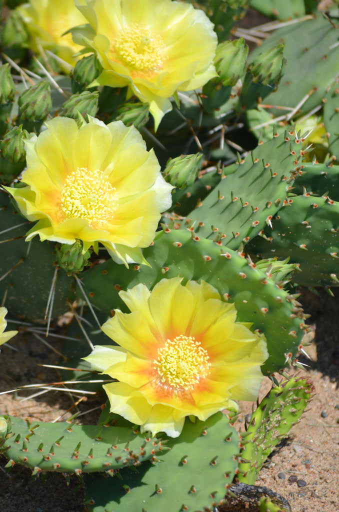 Opuntia humifusa - Prickly Pear Cactus