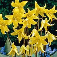 Load image into Gallery viewer, Erythronium &#39;Pagoda&#39; -  Pagoda Trout Lily
