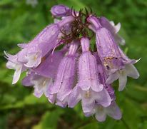 Penstemon calycosus - Calico Beardtongue