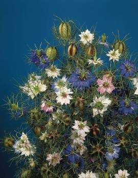 Love-In-A-Mist - Persian Jewels Mix