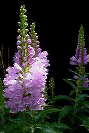 Physostegia virginiana - Obedient Plant