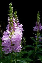 Load image into Gallery viewer, Physostegia virginiana - Obedient Plant
