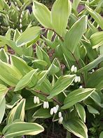 Polygonatum odoratum variegatum - Variegated Solomon's Seal (Non-native)