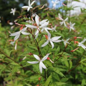 Porteranthus stipulatus - American ipecac
