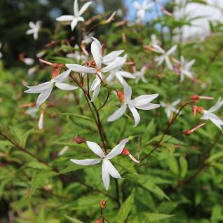 Porteranthus stipulatus - American ipecac