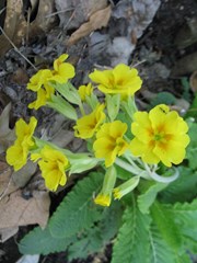 Primula veris - Cowslip (Non-native)