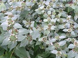 Pycnanthemum muticum - Blunt Mountain Mint