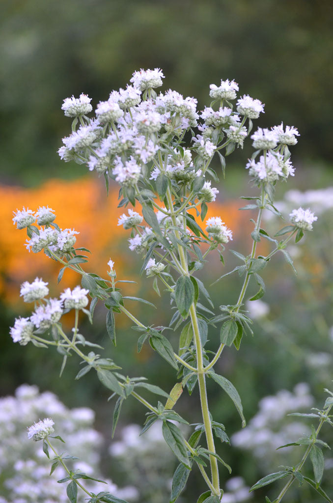 Pycnanthemum verticillatum var. pilosum - Hairy Mountain Mint