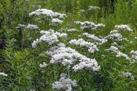 Pycnanthemum tenuifolium - Slender Mountain Mint