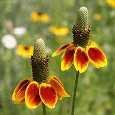 Ratibida columnifera - Mexican Hats