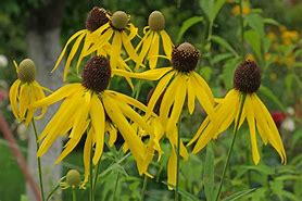 Ratibida pinnata - Gray Headed Coneflower