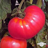 Tomato - Rose de Berne Heirloom