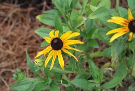 Rudbeckia hirta - Black Eyed Susan