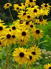 Rudbeckia subtomentosa - Sweet Coneflower