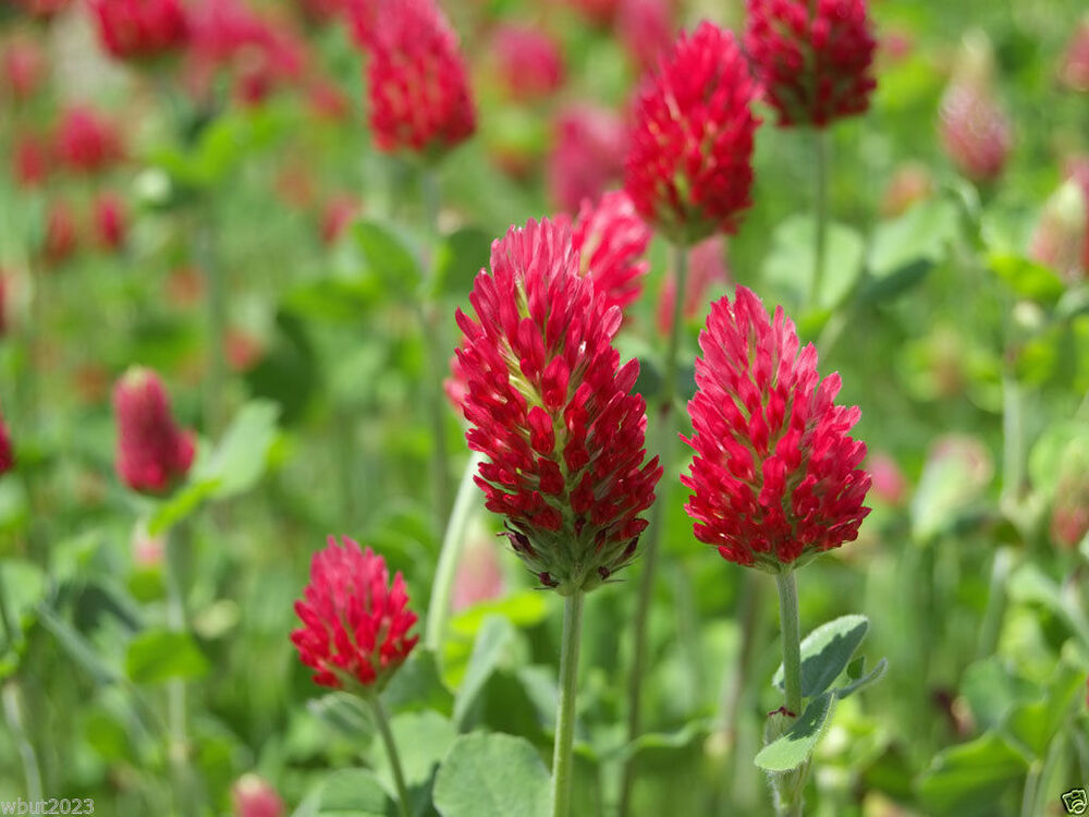 Crimson Clover Cover Crop