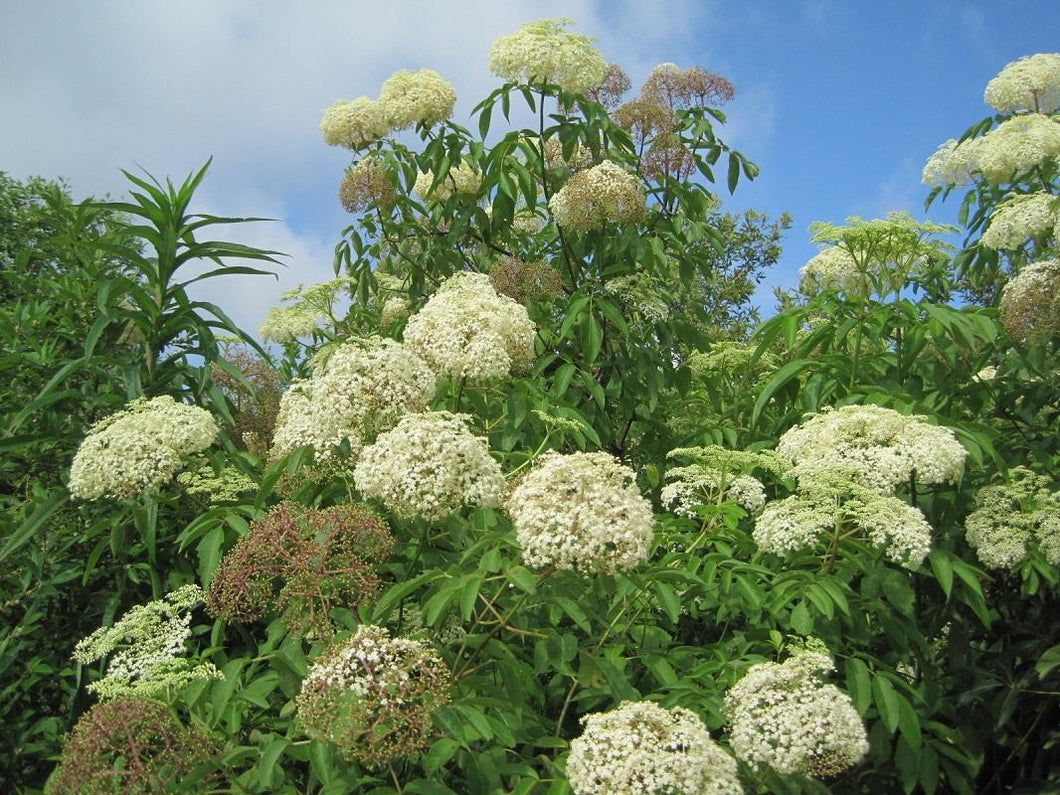 Sambucus - Elderberry