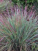 Schizachyrium scoparium - Little Bluestem