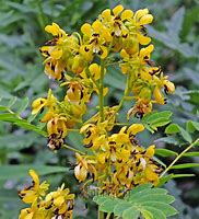 Senna hebecarpa - Senna