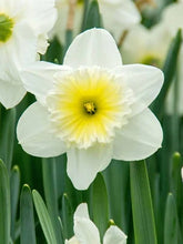 Load image into Gallery viewer, Naumkeag Daffodil Bulbs - 2024 Preorder for Fall Planting
