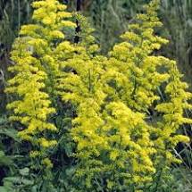 Load image into Gallery viewer, Solidago speciosa - Showy Goldenrod
