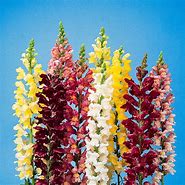 Snapdragon - Rocket Mix