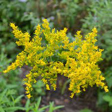 Load image into Gallery viewer, Solidago odora - Sweet Goldenrod
