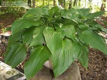Load image into Gallery viewer, Hosta &#39;Sparkling Burgundy&#39; (Non-native)
