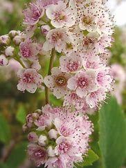 Spiraea alba - Meadowsweet