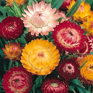 Monstrosum Mix Strawflower