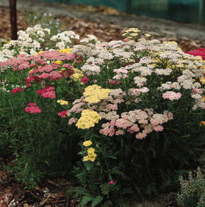 Yarrow - Summer Pastels