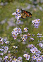 Symphyotrichum laeve - Smooth Aster