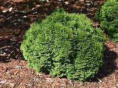 Thuja occidentalis 'SMNTOBAB' -Tater Tot Arborvitae