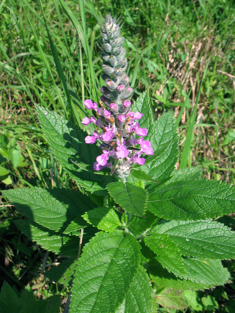 Teucrium canadense - Germander