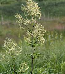 Thalictrum dasycarpum - Purple Meadow Rue