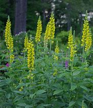 Thermopsis caroliniana - Carolina Bushpea