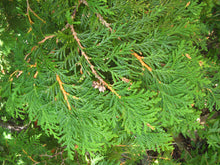 Load image into Gallery viewer, Thuja occidentalis - Northern White Cedar, Eastern Arborvitae
