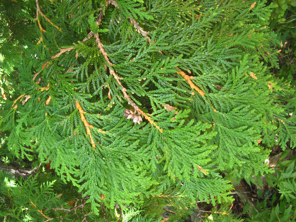 Thuja occidentalis - Northern White Cedar, Eastern Arborvitae