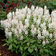 Tiarella 'Spring Symphony' - Foam Flower