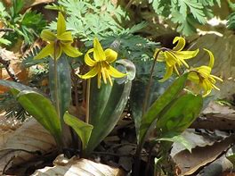 Erythronium americanum - Trout Lily