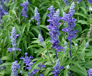 Salvia Blue Bedder